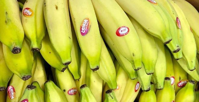 A rastreabilidade da banana e o varejo